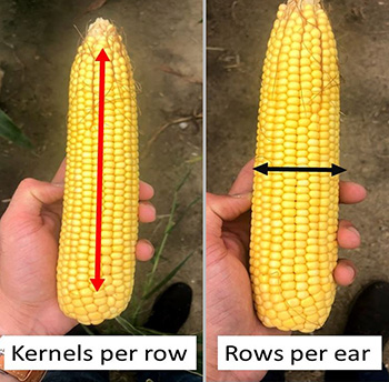 Corn ears showing kernels per row and rows per ear.